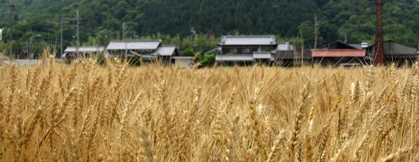 播州小麦